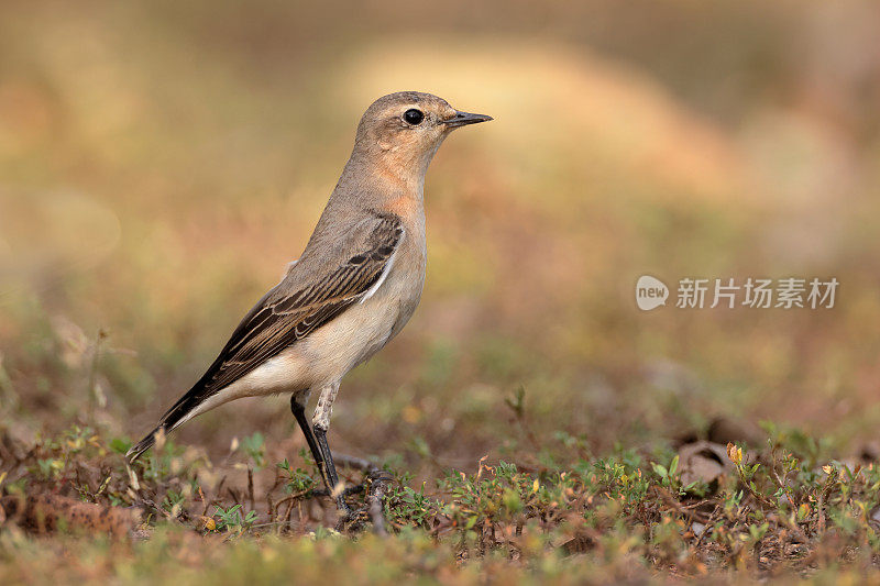 画眉鸟:成年北方麦穗或麦穗(Oenanthe Oenanthe)。